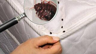 CẢNH BÁO RỆP GIƯỜNG - NGUYÊN NHÂN ÂM THẦM GÂY NGỨA, NỔI MẨN DAMÀ NGƯỜI DÂN KHÔNG CHÚ Ý